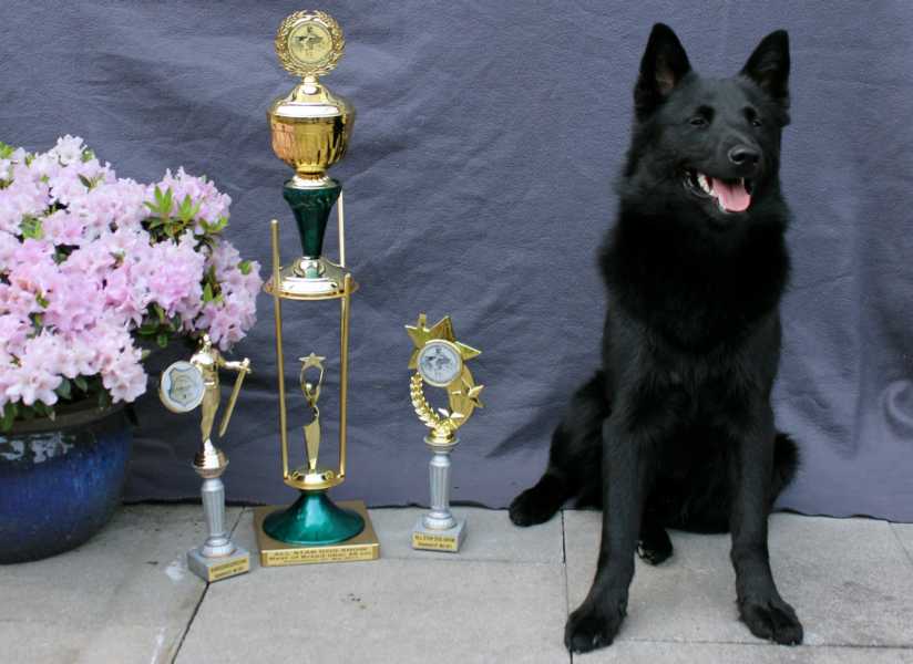 Bundessieger, All Star Dog Show, Ehrenring 1. Platz (Pflegehund)