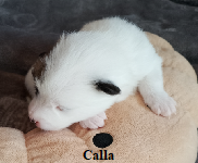 Calla 8