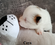 Caya 7