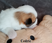 Cedric 10